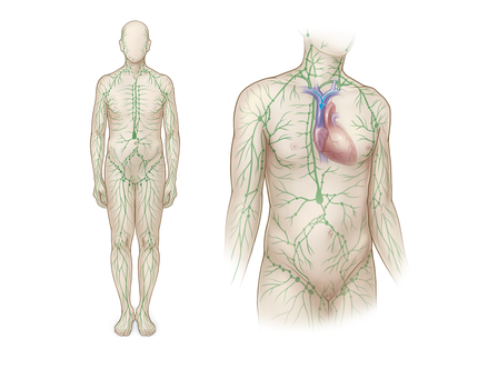 51737870_webready-product-illu_med_lymphatic-system-overview_sigvaris_group.webp